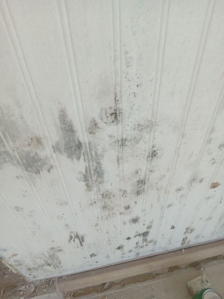 Mold growth on beadboard ceiling requiring professional remediation