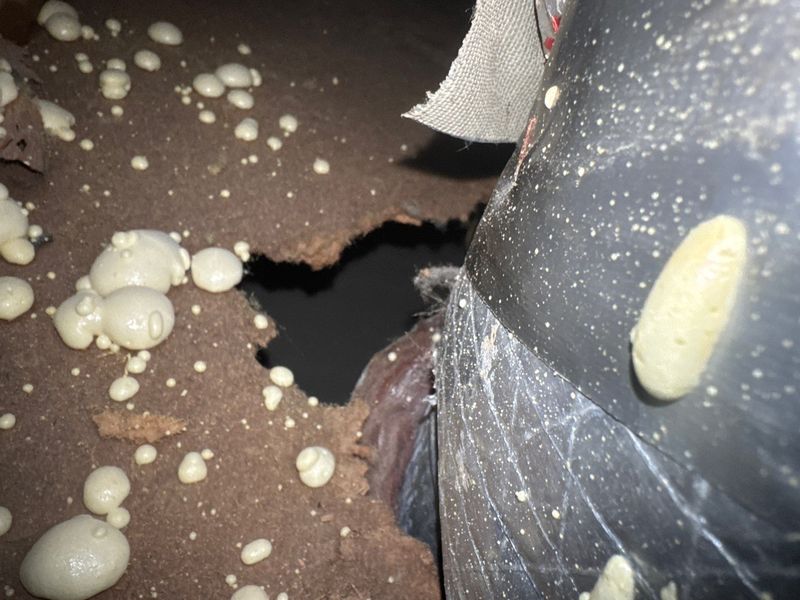 Severe fungal and mold growth on deteriorated ductwork requiring emergency remediation