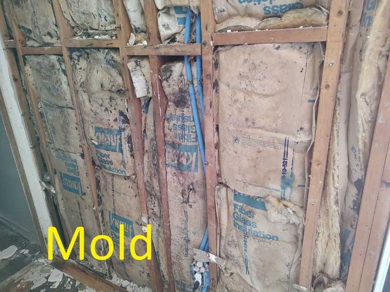 Mold-damaged Knauf fiberglass insulation behind opened walls during remediation