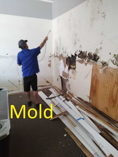 SRP crew member scraping mold-damaged walls during active remediation job