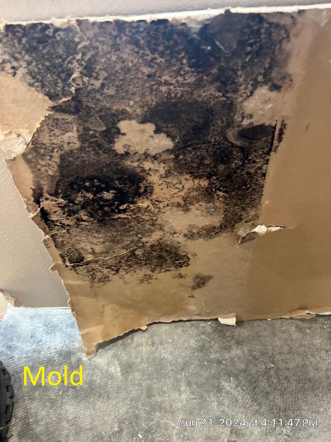 Heavy black mold on drywall — certified mold remediation service Florida